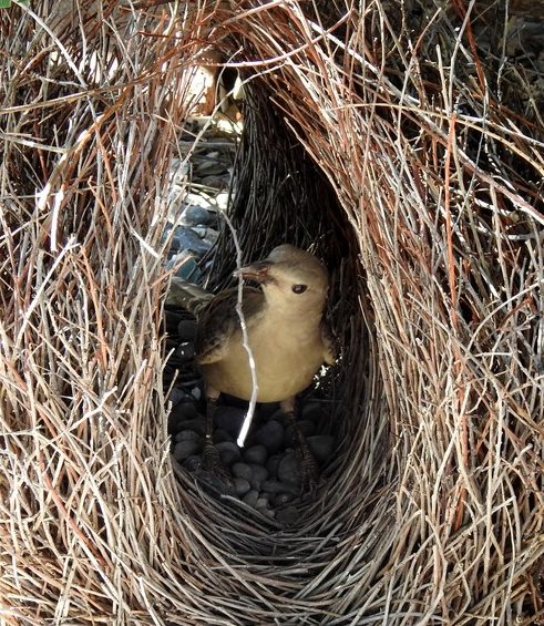 Bowerbird Therapy